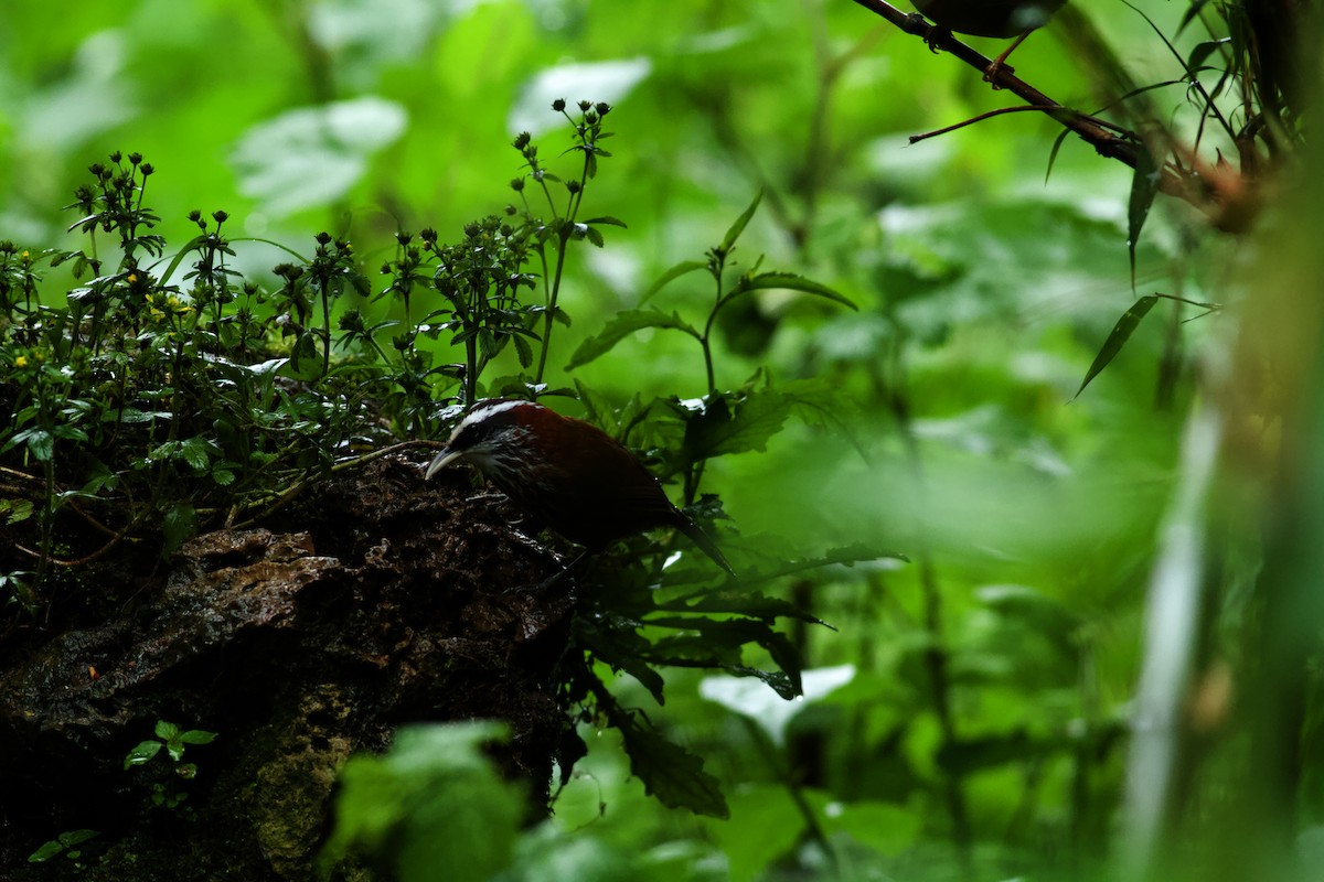 Streak-breasted Scimitar-Babbler - ML646571082