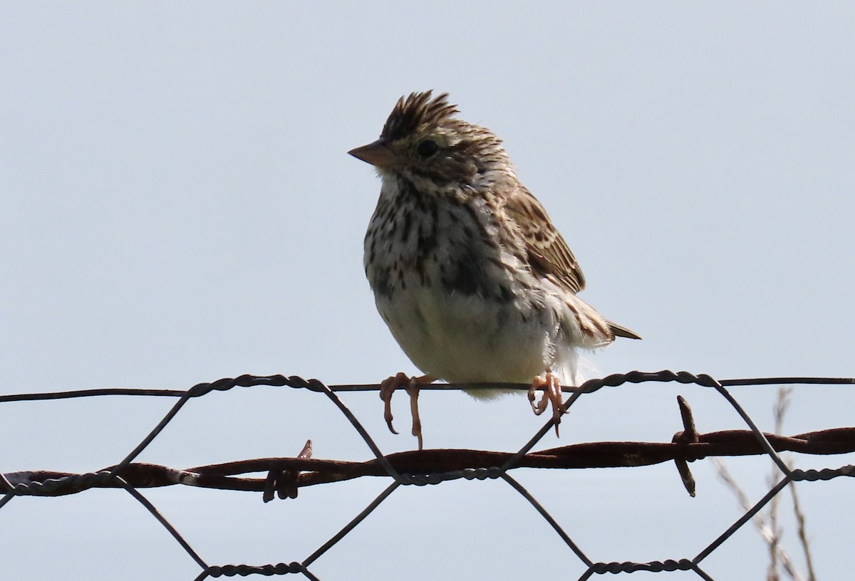 Savannah Serçesi - ML646571083