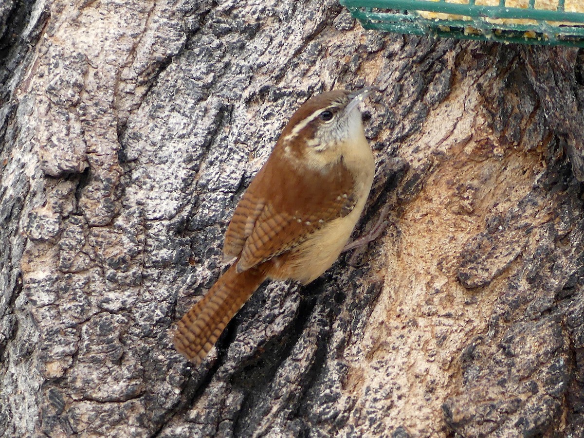 Carolina Wren - ML646571085