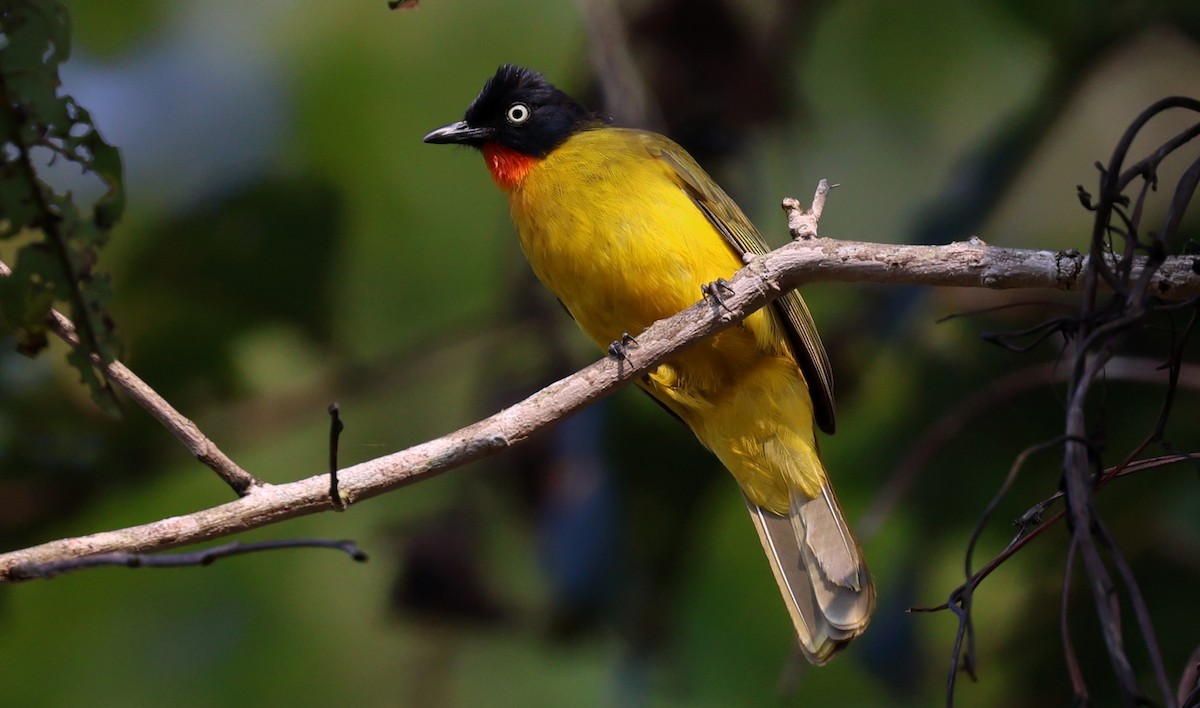 Flame-throated Bulbul - ML646571086