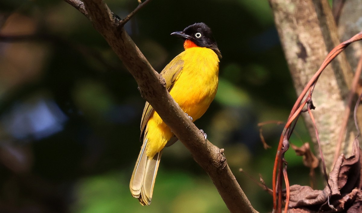 Flame-throated Bulbul - ML646571087