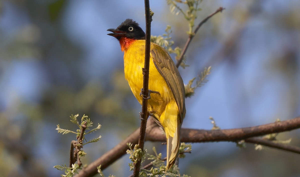 Flame-throated Bulbul - ML646571088