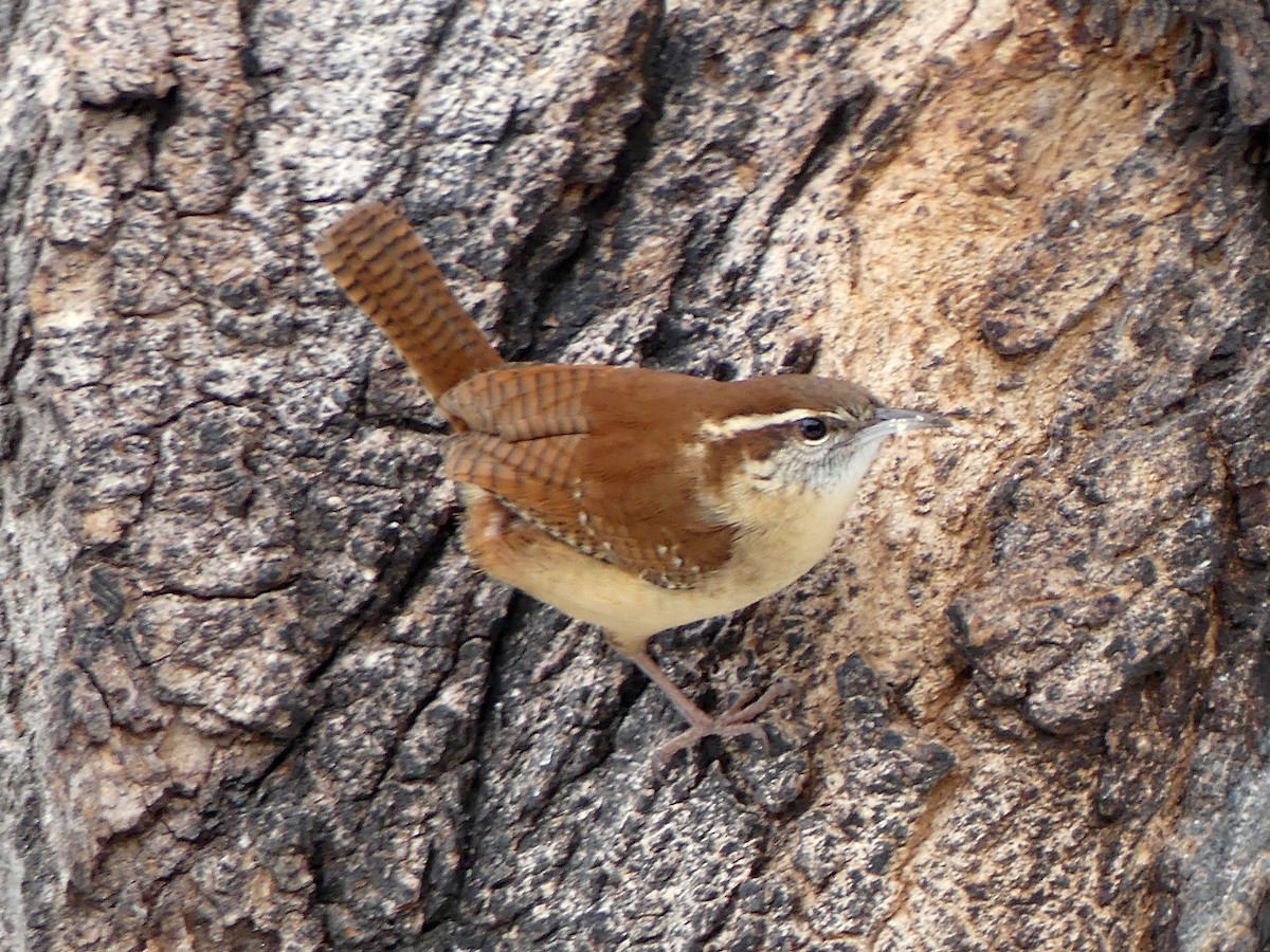 Carolina Wren - ML646571091