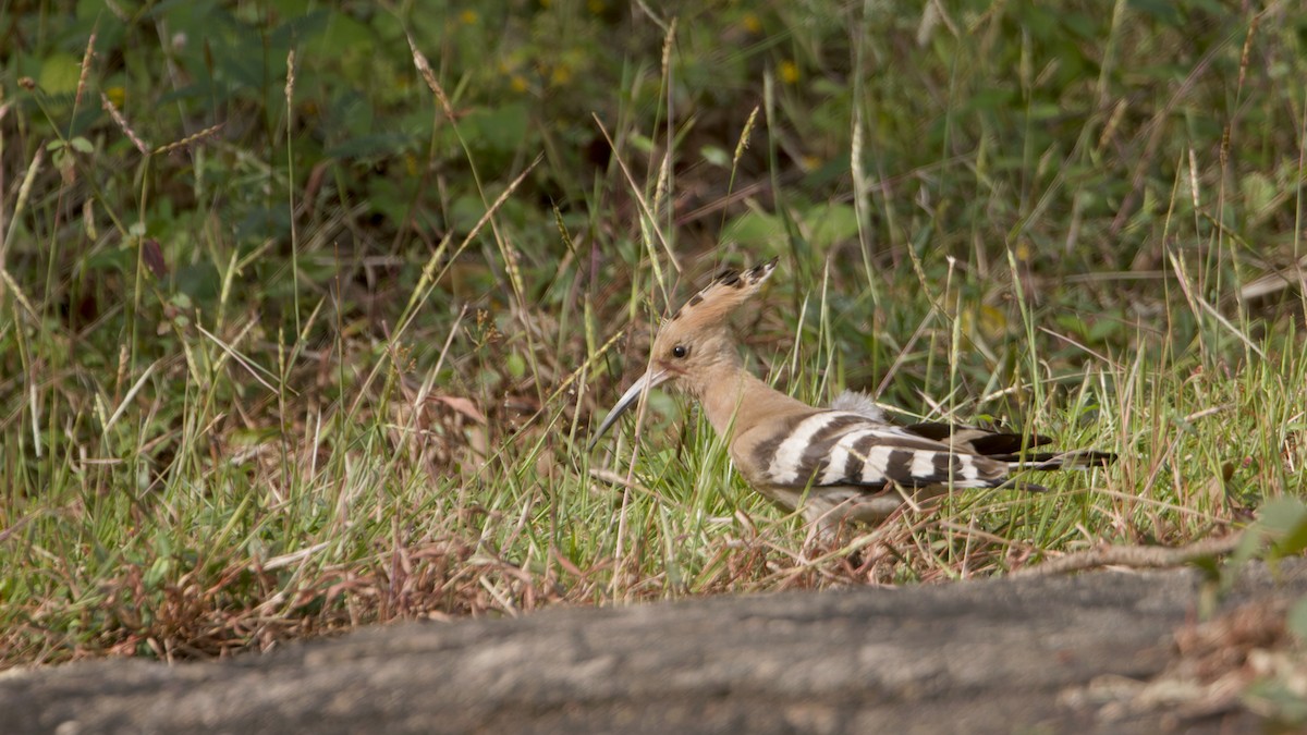 Wiedehopf - ML646571092