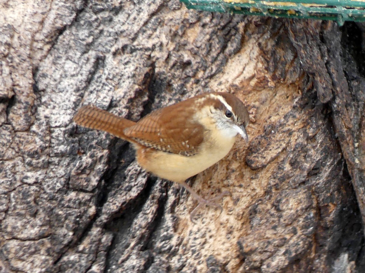 Carolina Wren - ML646571095