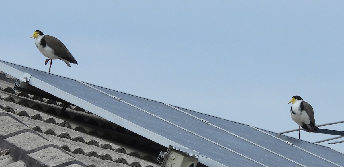 čejka australská - ML646571096