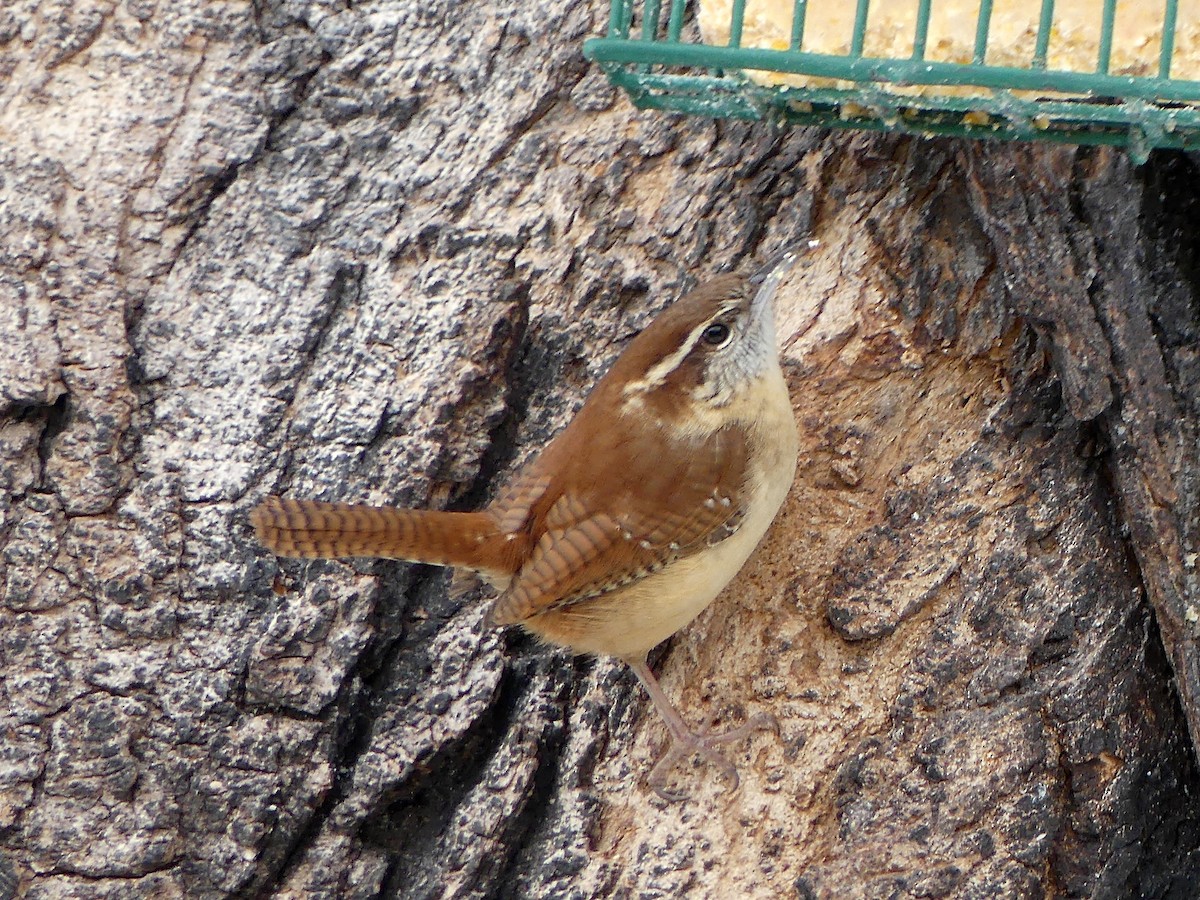Carolina Wren - ML646571097