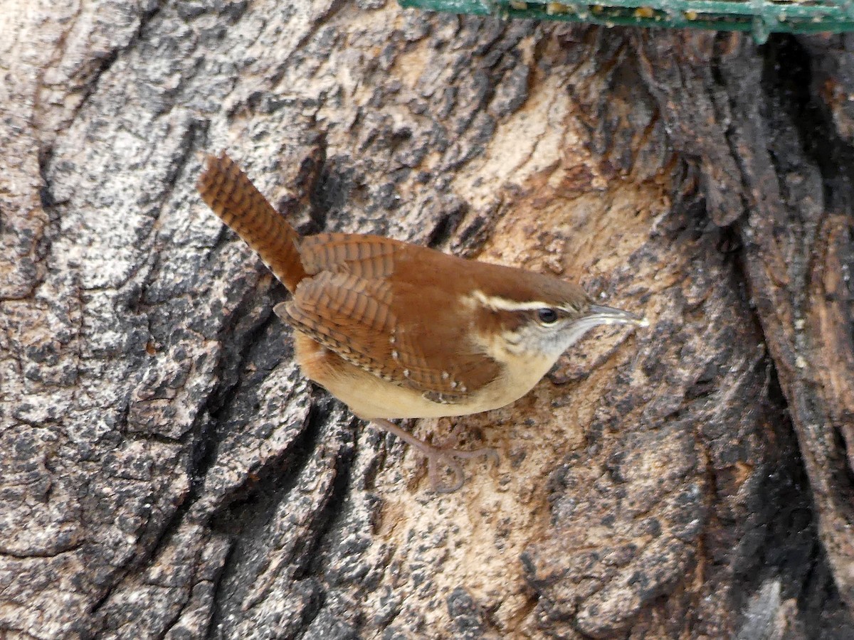 Carolina Wren - ML646571103