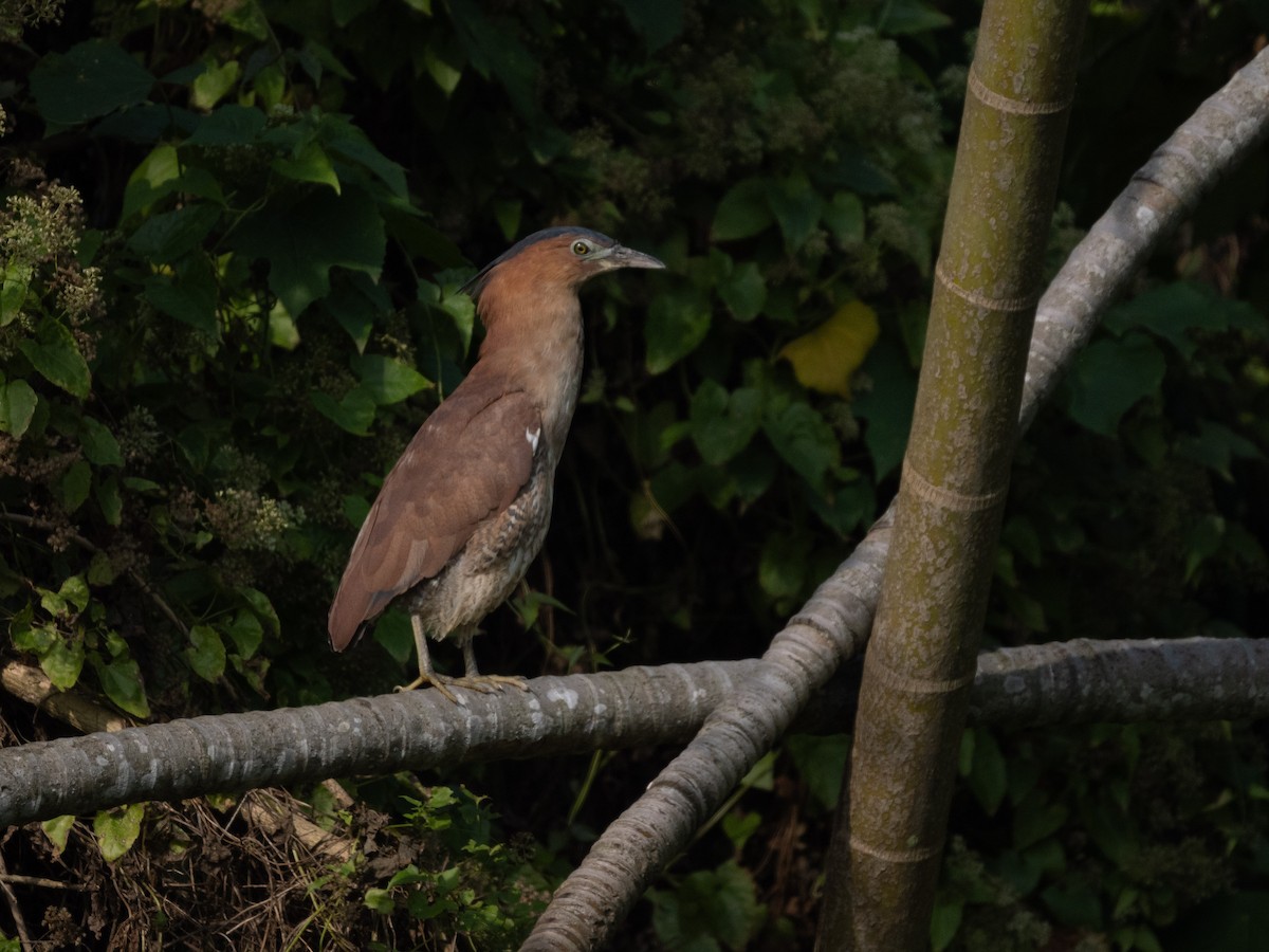 Malayan Night Heron - ML646571105