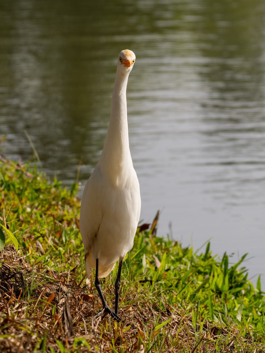 Eastern Cattle-Egret - ML646571106