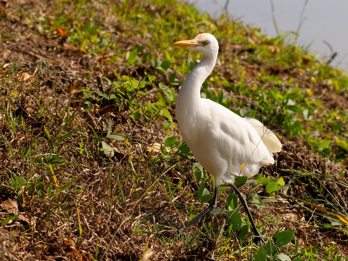 Eastern Cattle-Egret - ML646571107