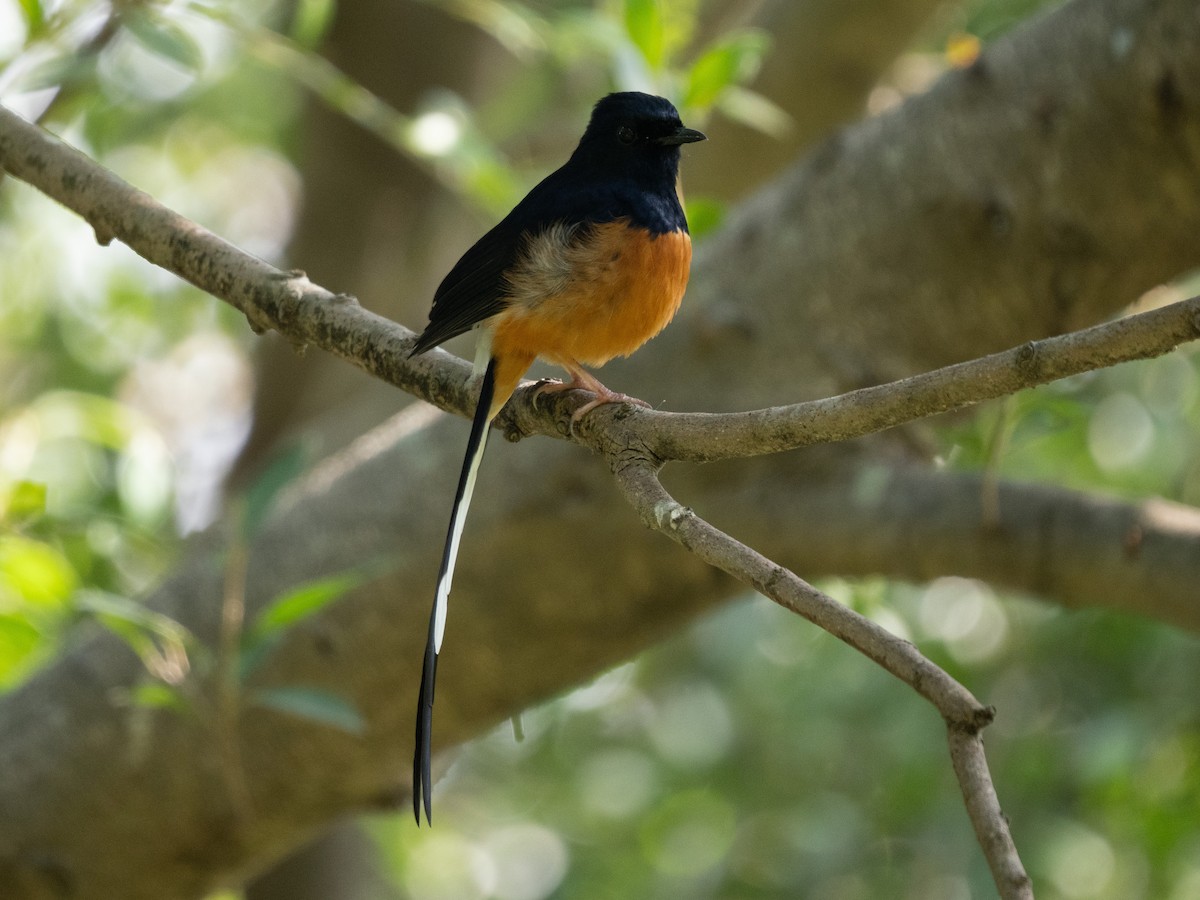 White-rumped Shama - ML646571109