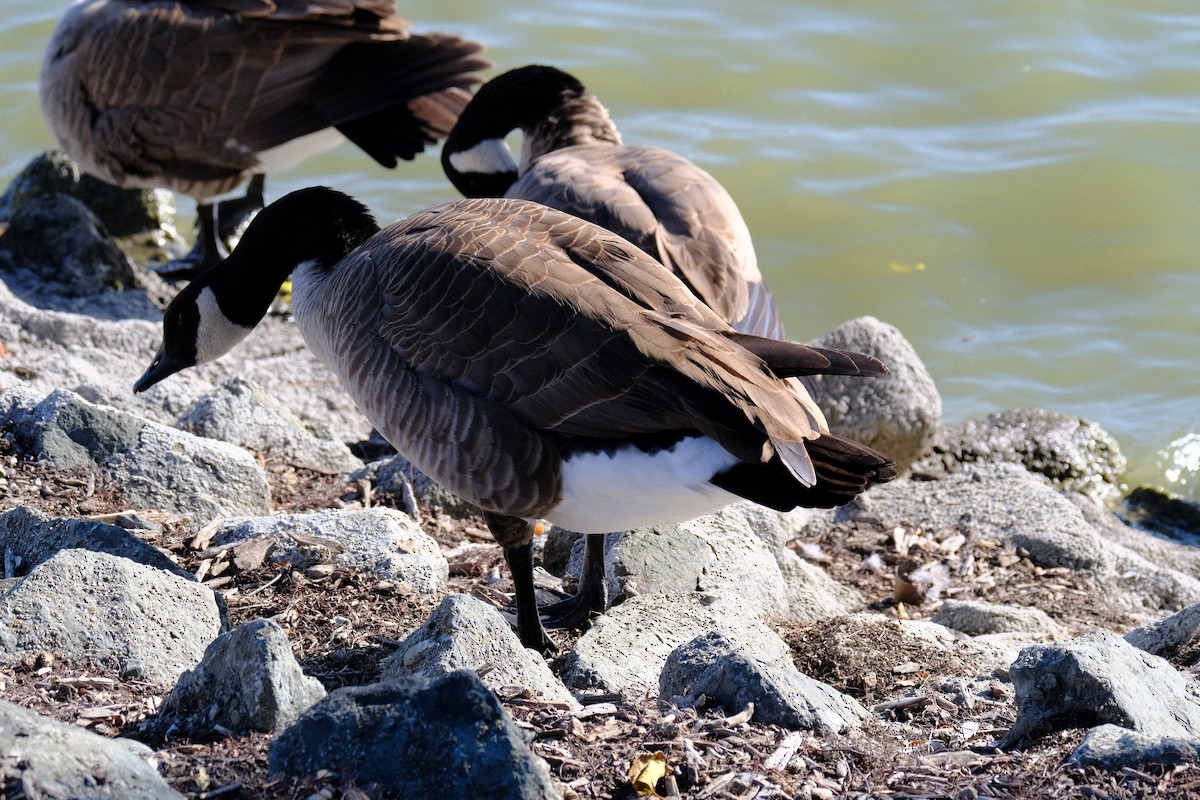 berneška velká - ML646571110