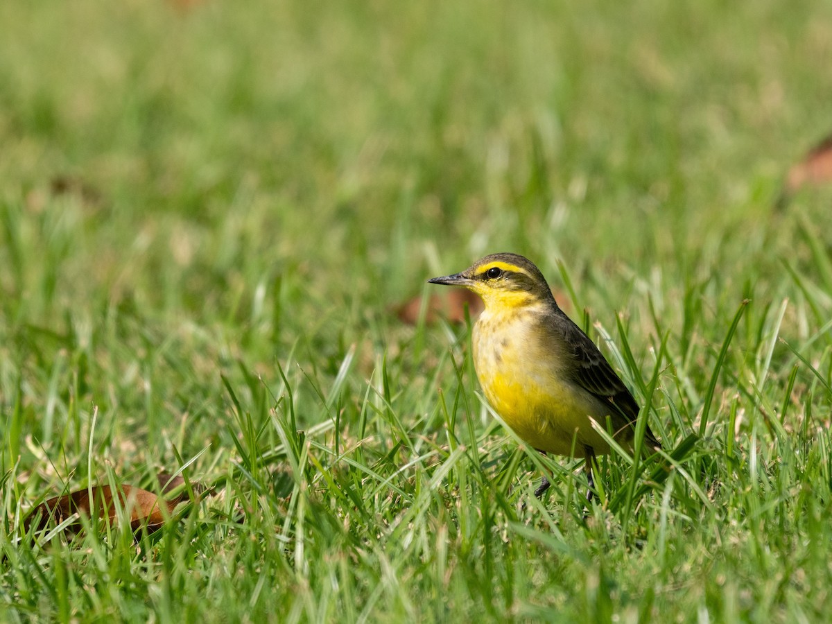 Eastern Yellow Wagtail - ML646571111