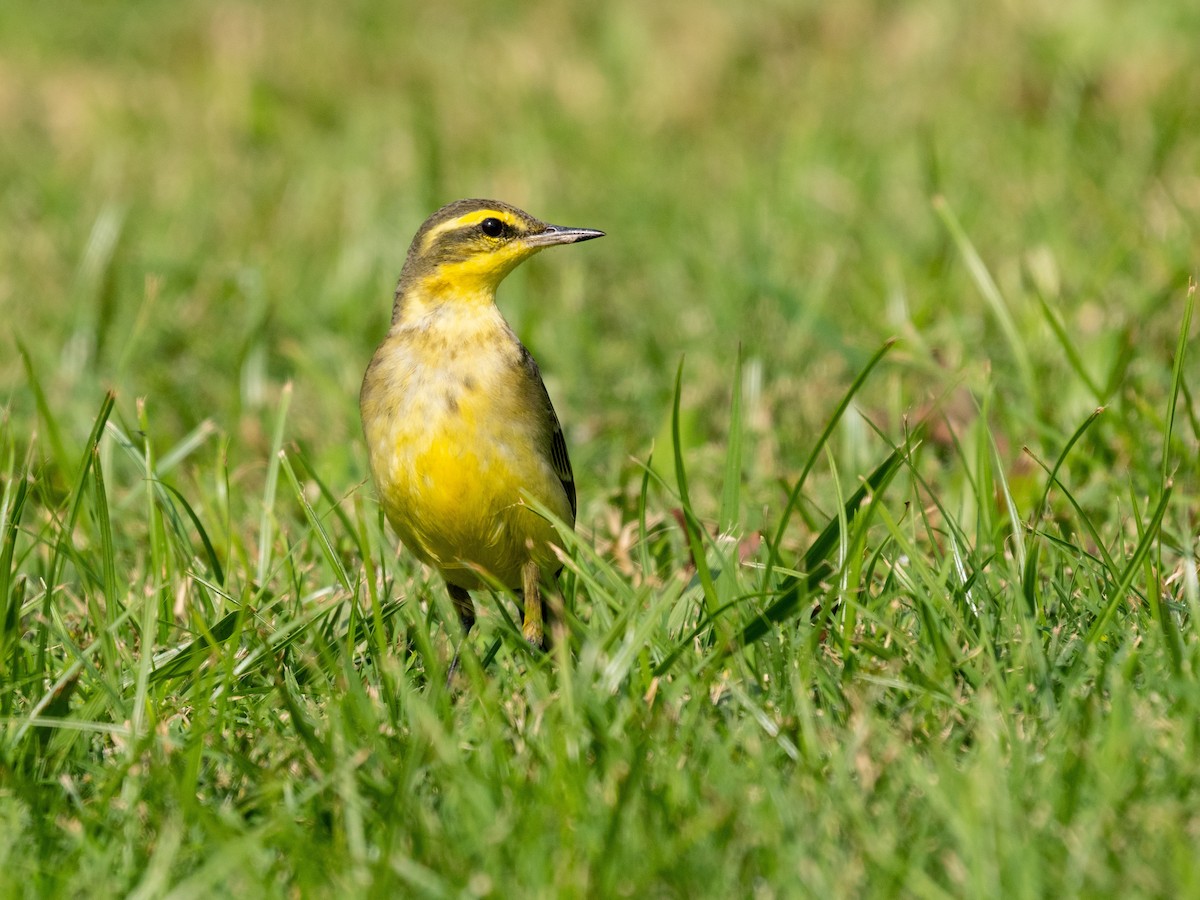 Eastern Yellow Wagtail - ML646571112