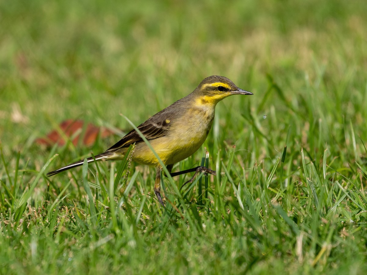 Eastern Yellow Wagtail - ML646571113