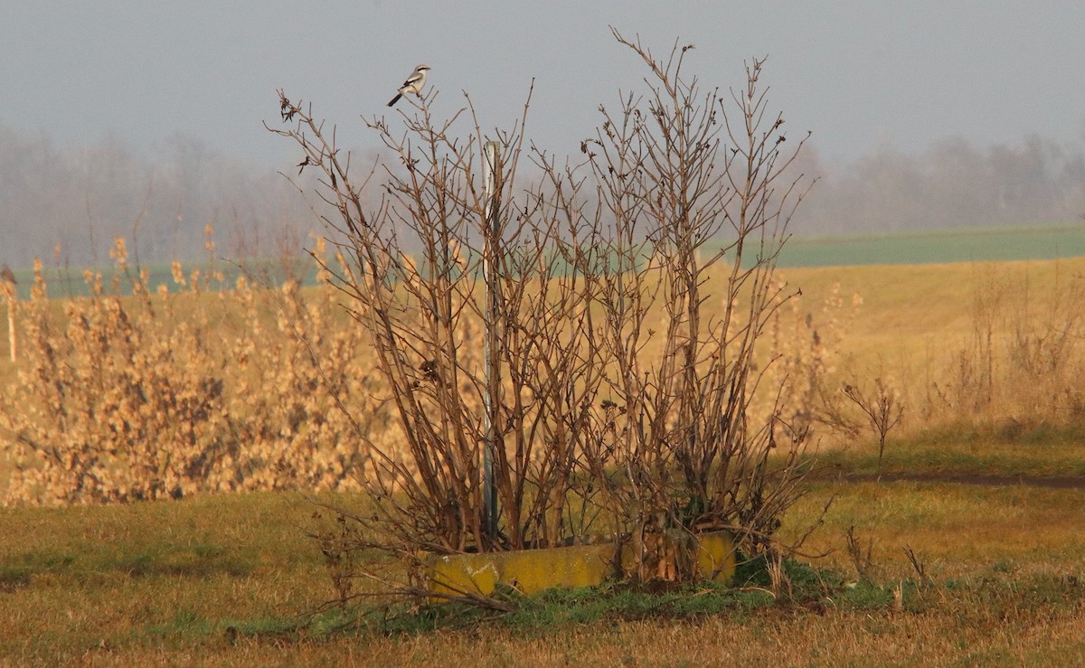 西方灰伯勞 - ML646571114