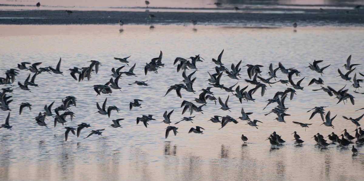 Long-billed Dowitcher - ML646571119