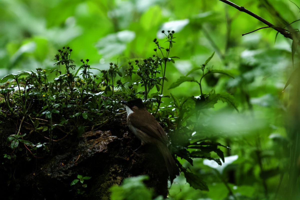 Brown-breasted Bulbul - ML646571120