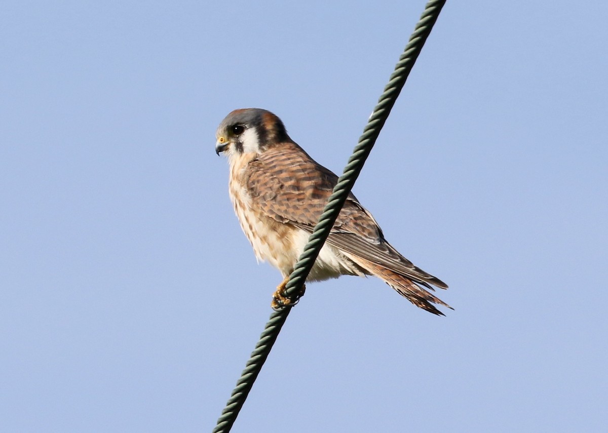 poštolka pestrá - ML646571125