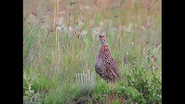Gray-winged Francolin - ML646571132