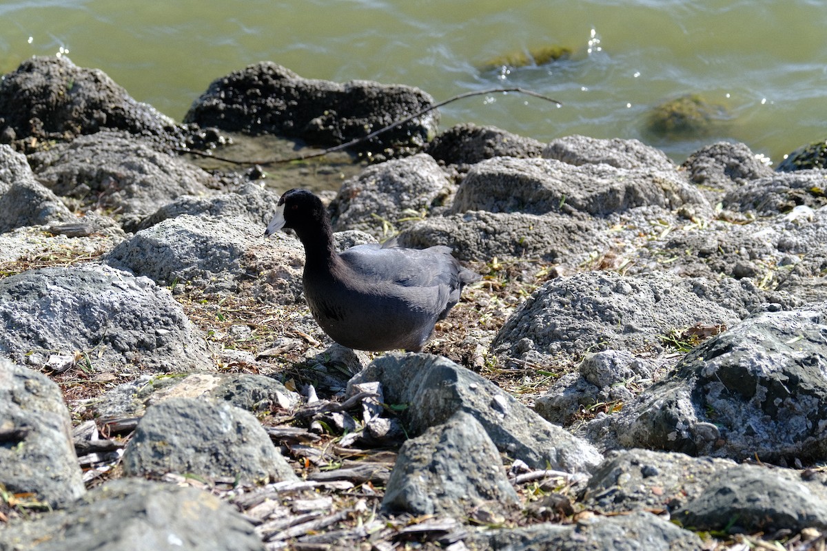 lyska americká - ML646571134