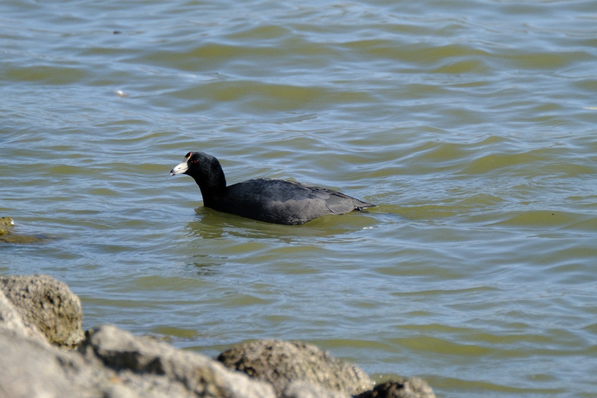 lyska americká - ML646571135