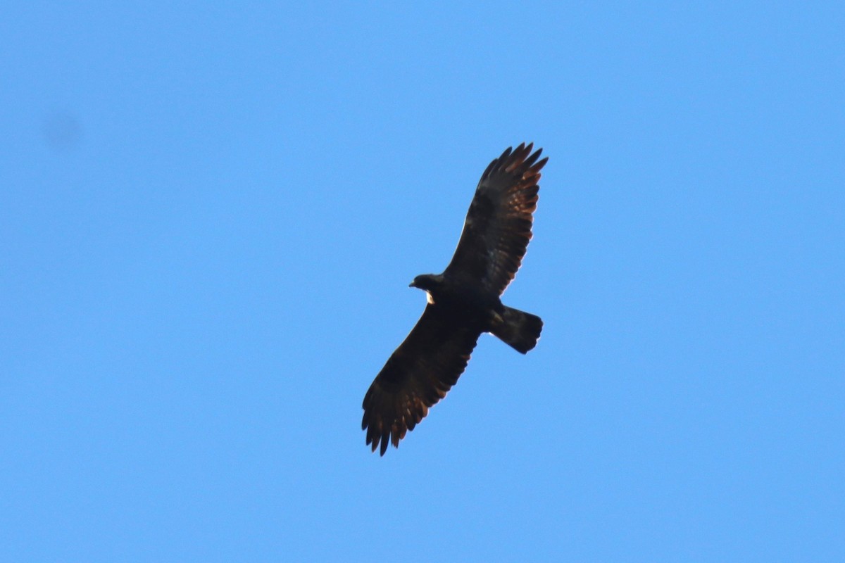 Golden Eagle - ML646571137