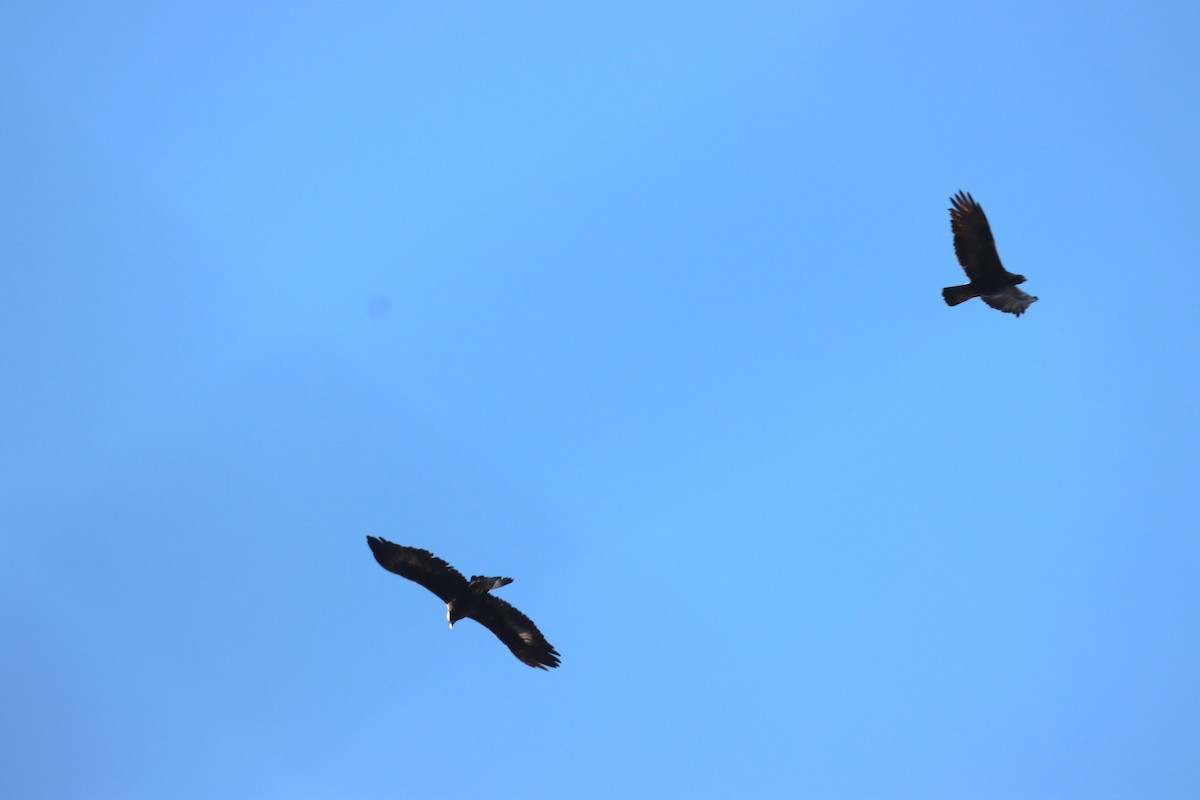 Golden Eagle - ML646571138