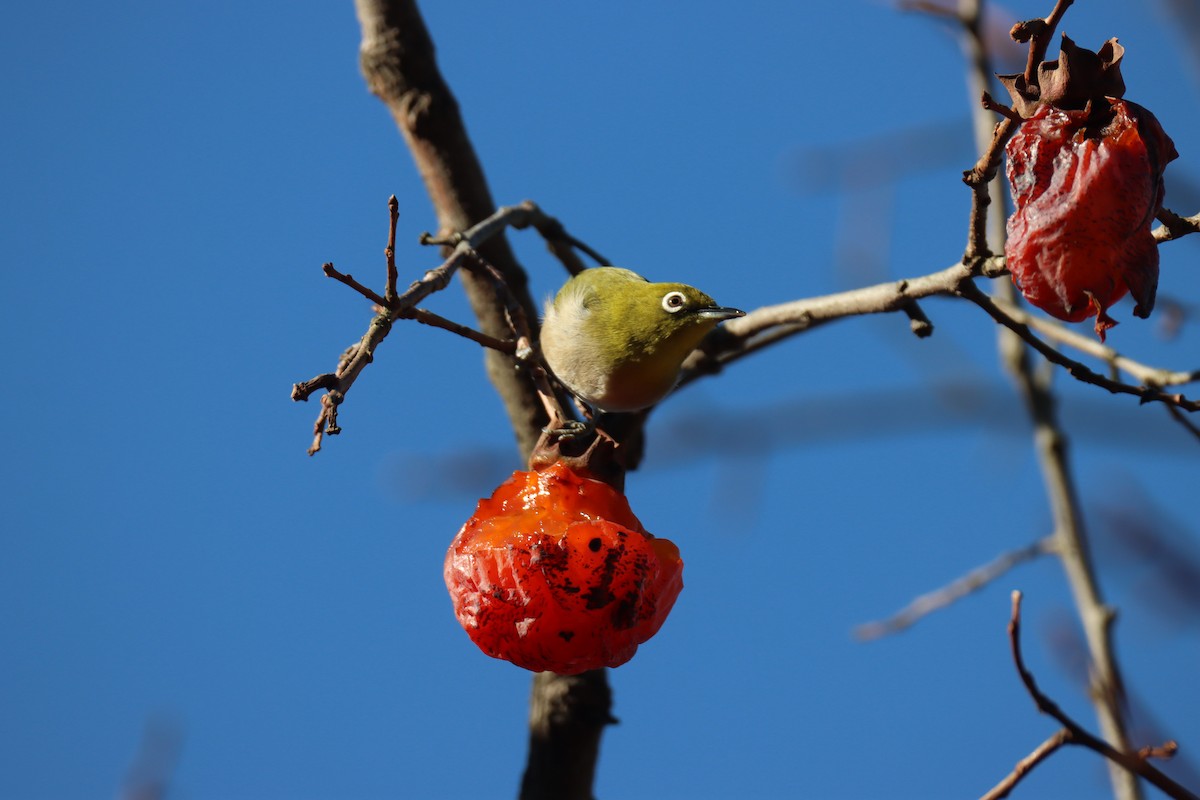 メジロ - ML646571145