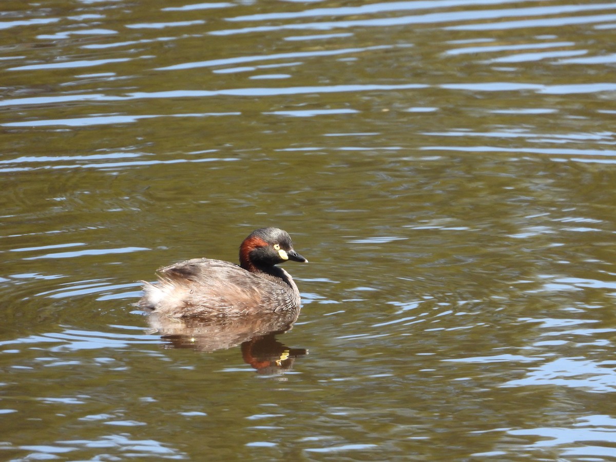 Australasian Grebe - ML646571150