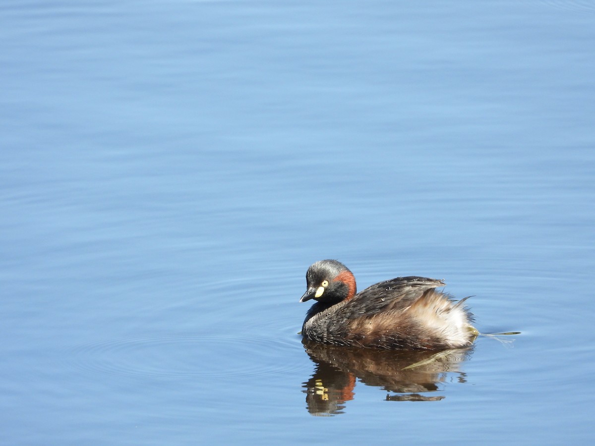 Australasian Grebe - ML646571151