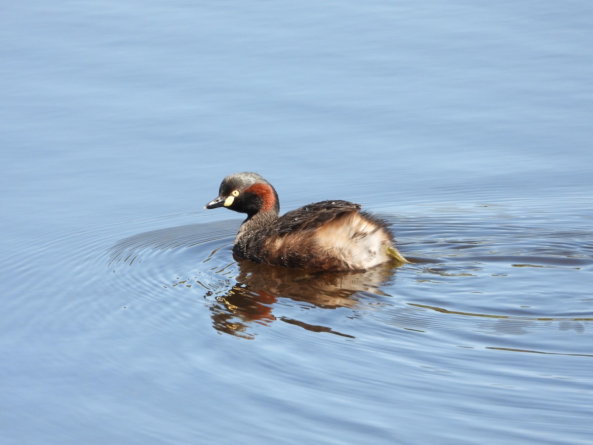 Australasian Grebe - ML646571152