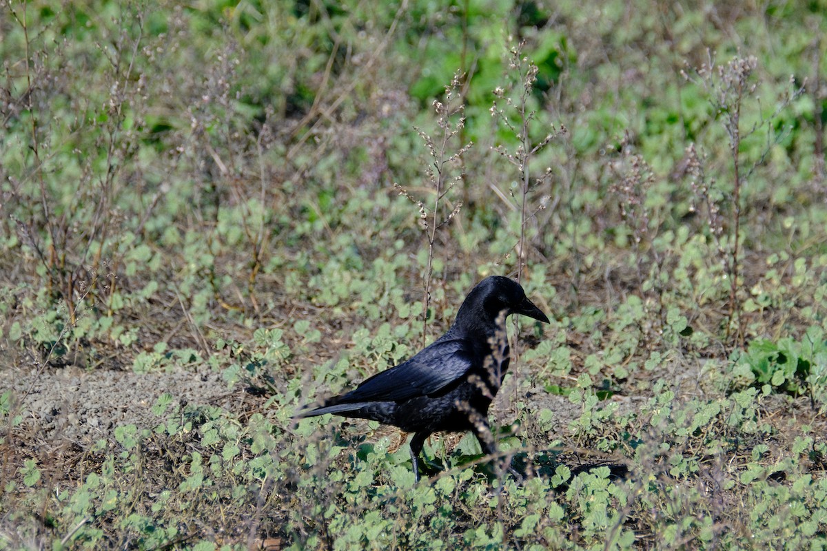 vrána americká - ML646571153