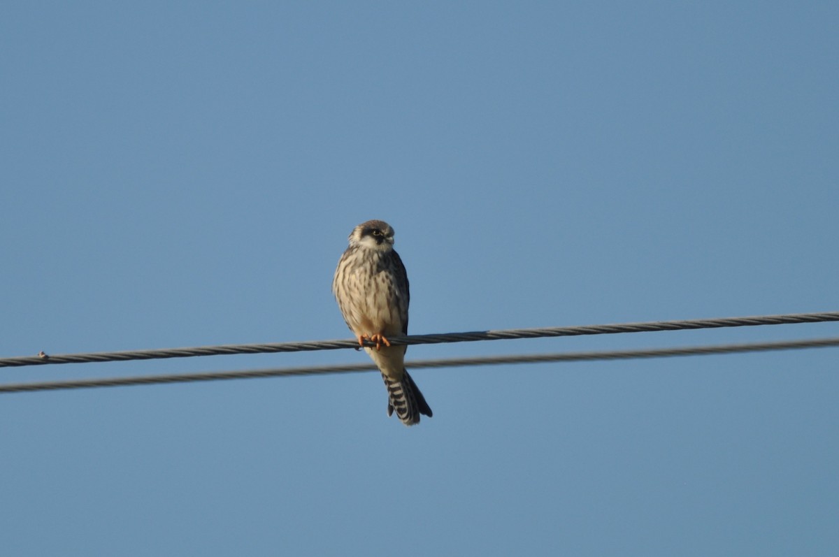 Red-footed Falcon - ML646571157