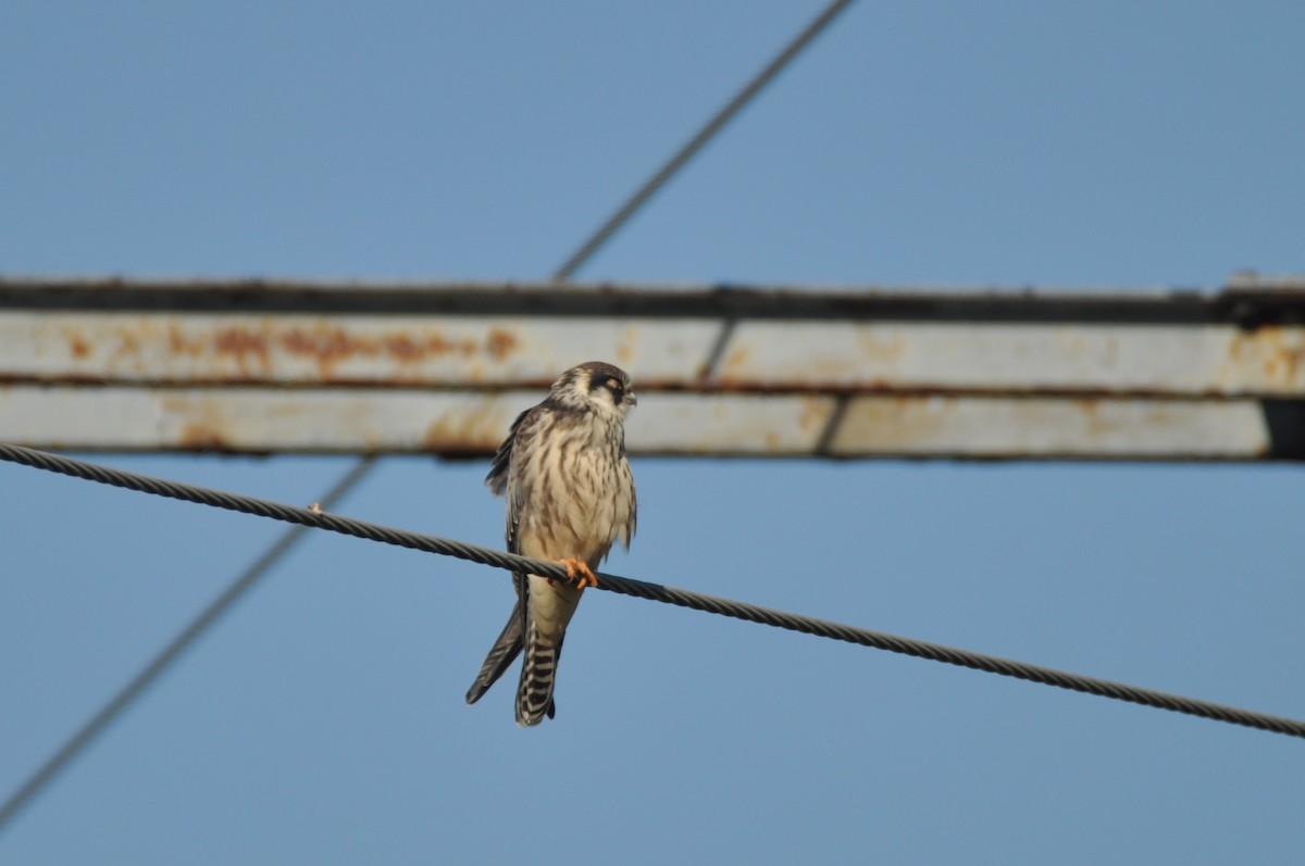 Red-footed Falcon - ML646571159