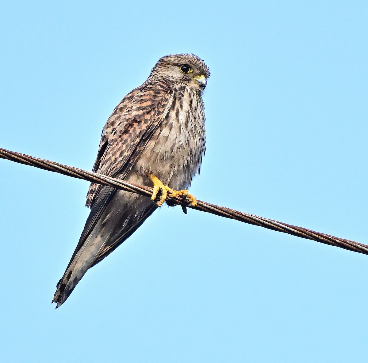 Eurasian Kestrel - ML646571163