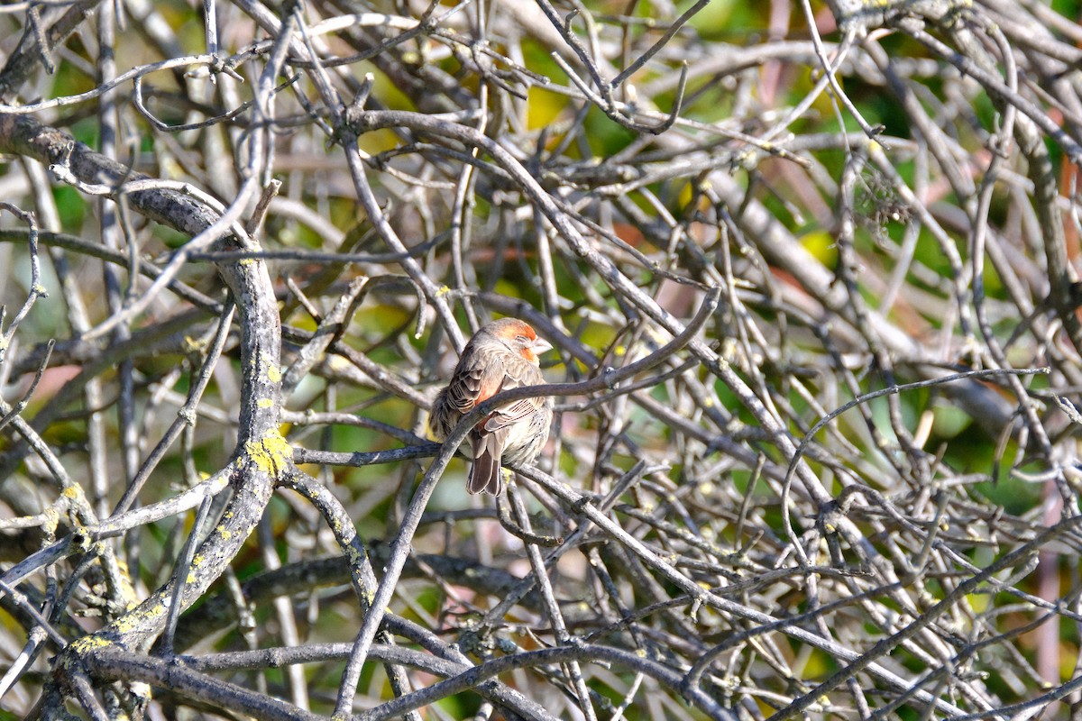 Чечевиця садова - ML646571164