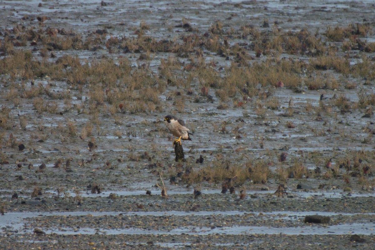 Peregrine Falcon - ML646571169