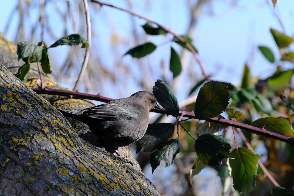 California Towhee - ML646571175