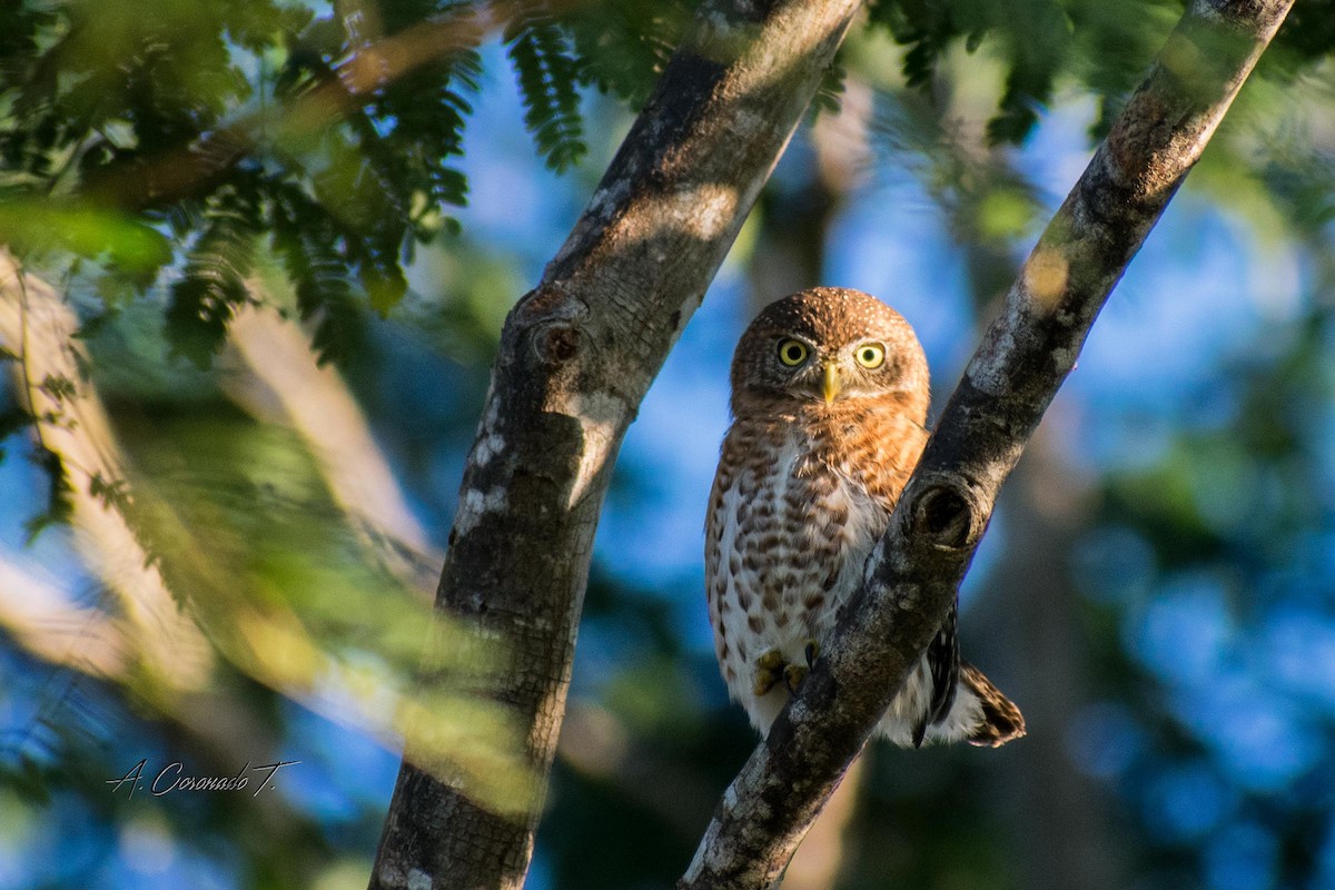 kulíšek kubánský - ML646571176