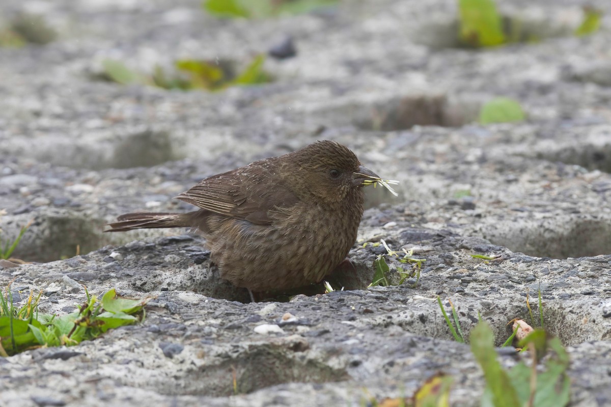 タイワンマシコ - ML646571183