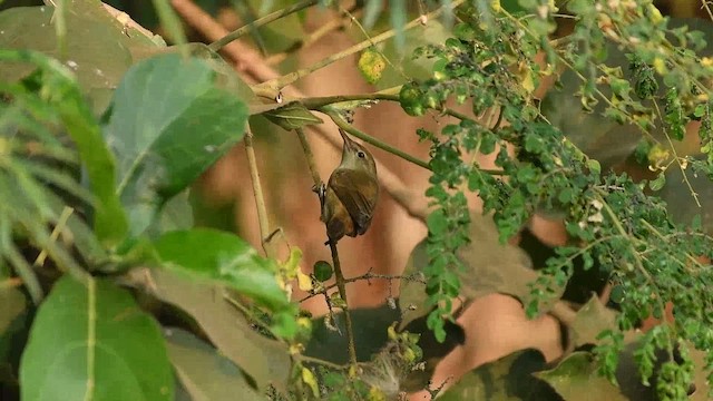 Blyth's Reed Warbler - ML646571184