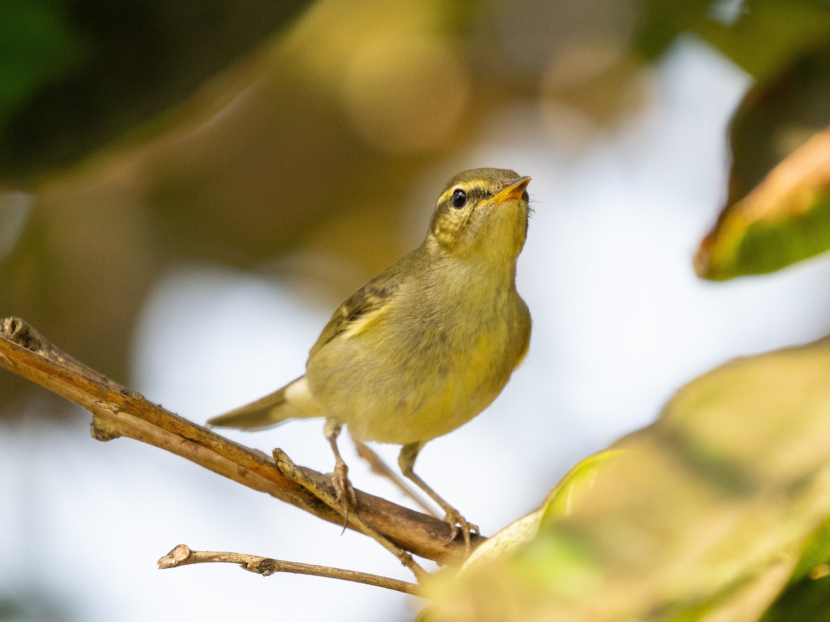 Arctic Warbler - ML646571185