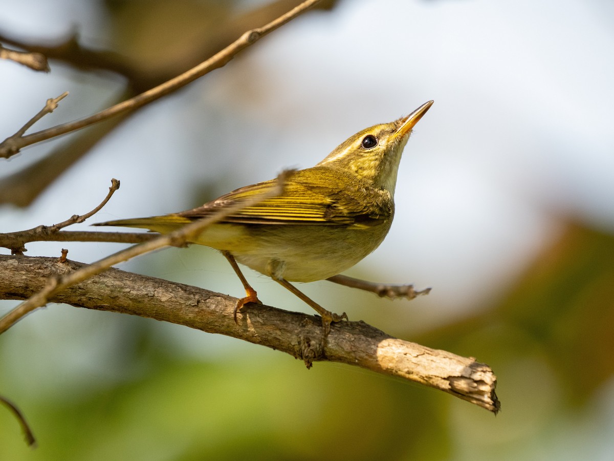 Arctic Warbler - ML646571186