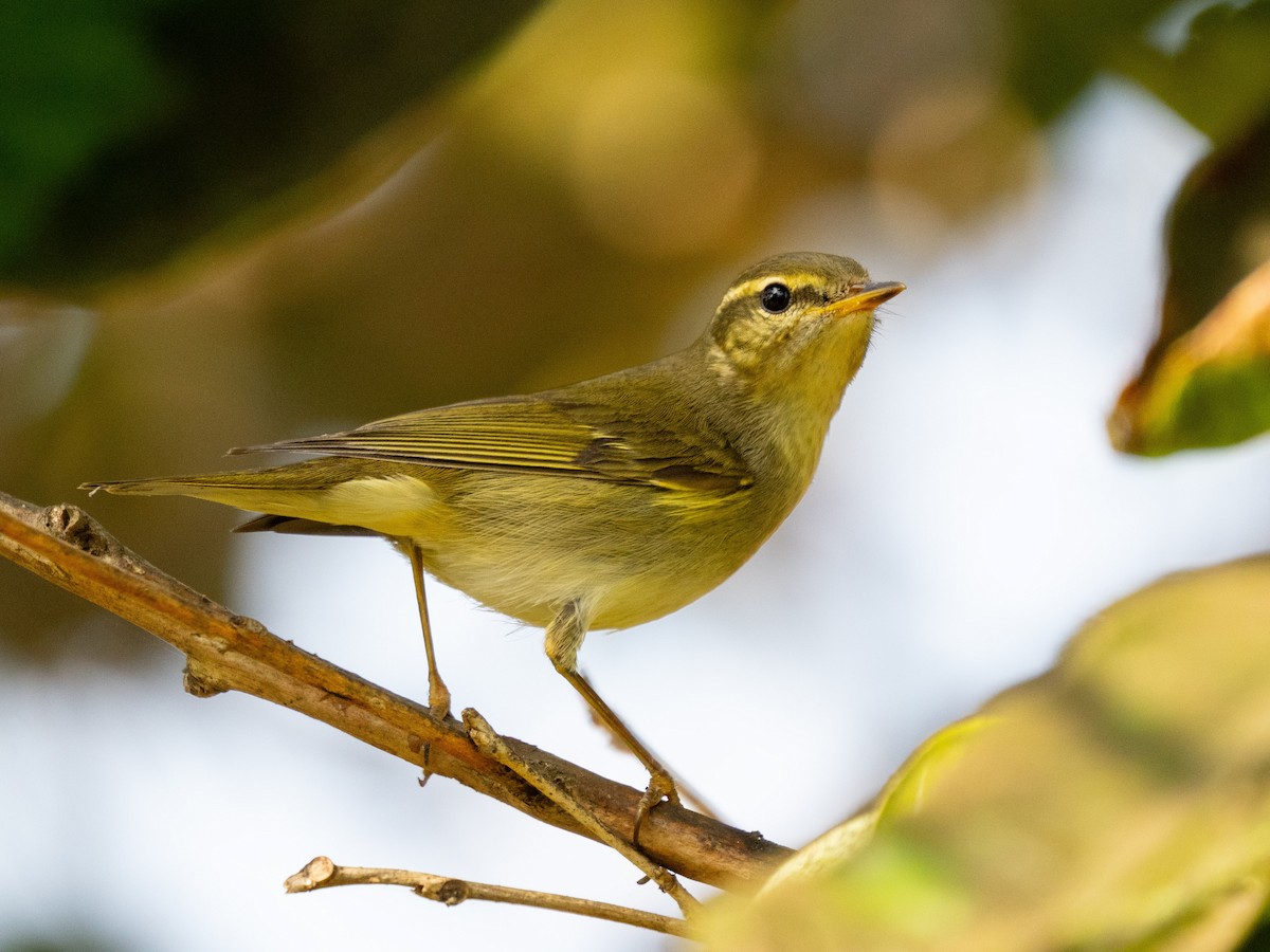 Arctic Warbler - ML646571187