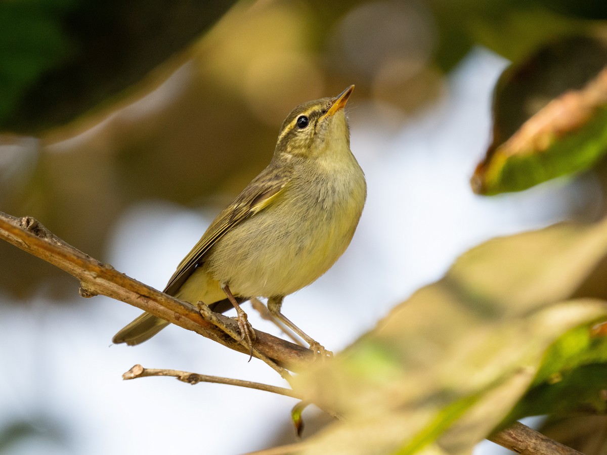 Arctic Warbler - ML646571188