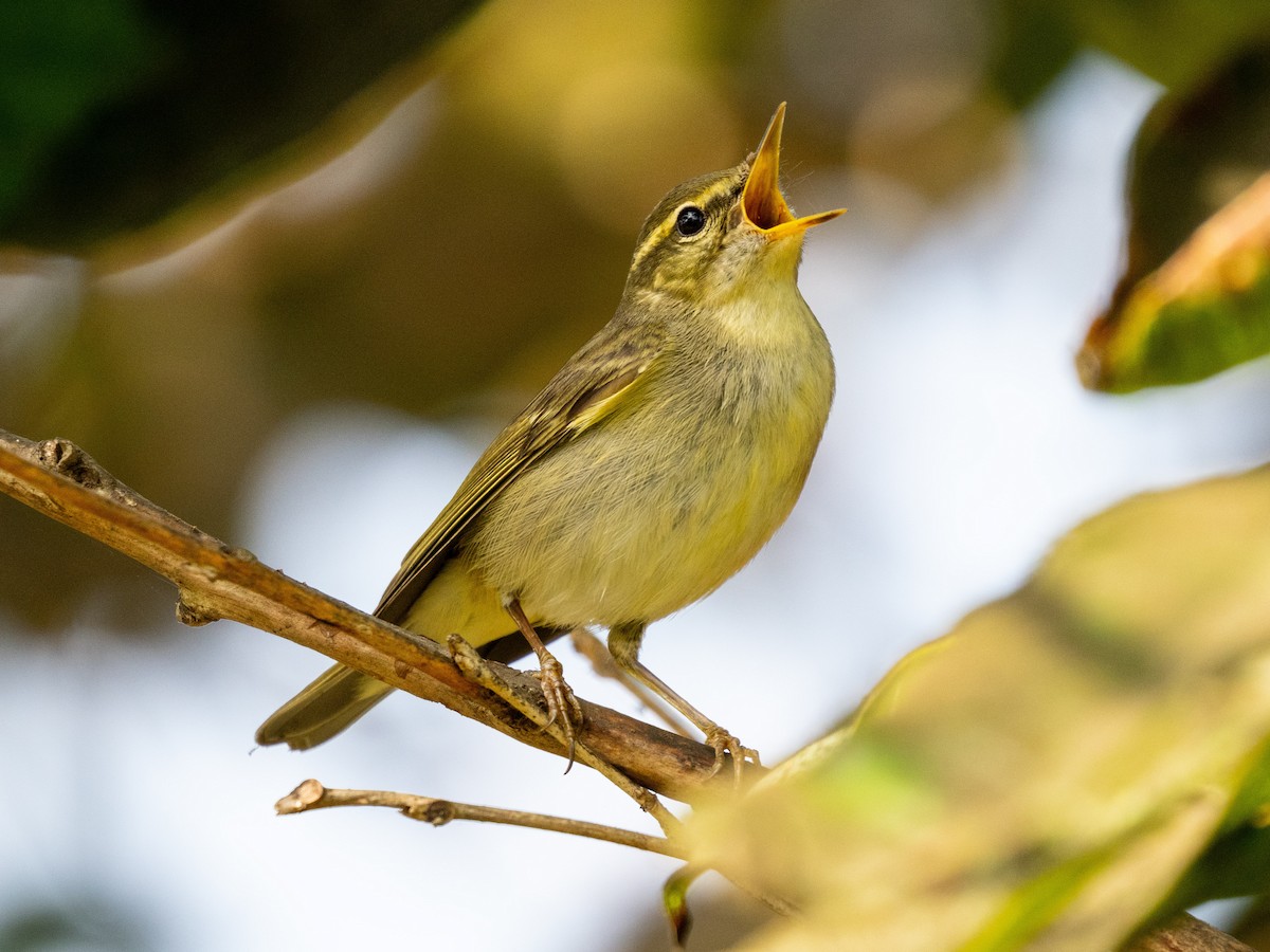 Arctic Warbler - ML646571189