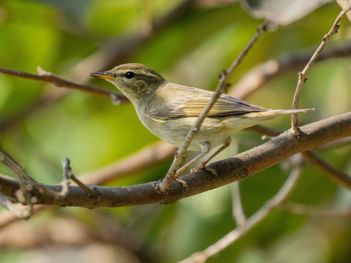 Arctic Warbler - ML646571192