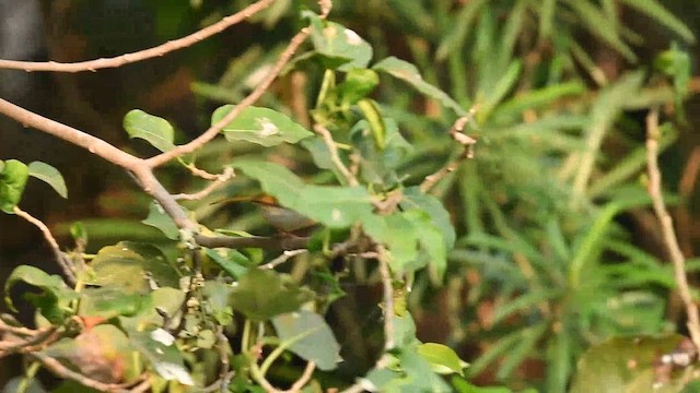 Common Tailorbird - ML646571193